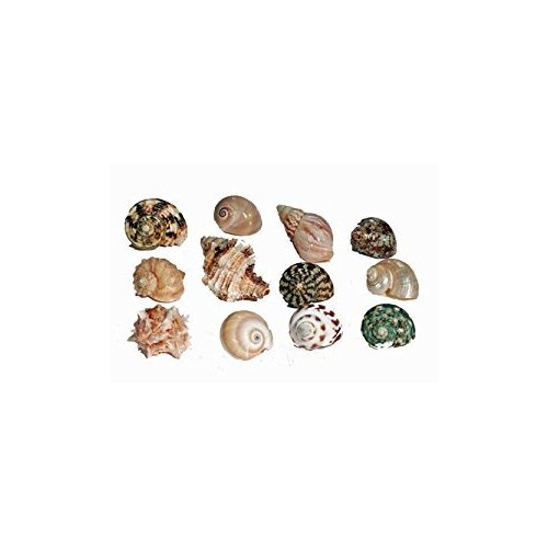 Hermit Crab Spare Shell - Regular - Small