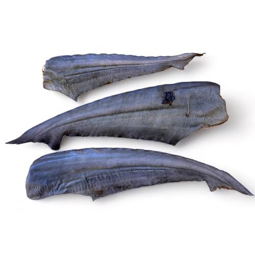 Shark Tail (15-25cm) - Single